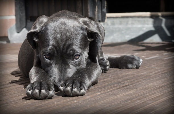 Feedback. Sad dog.